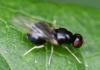 Pachygaster leachii